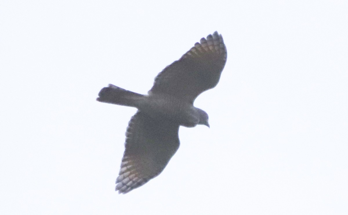 Roadside Hawk - ML479377571