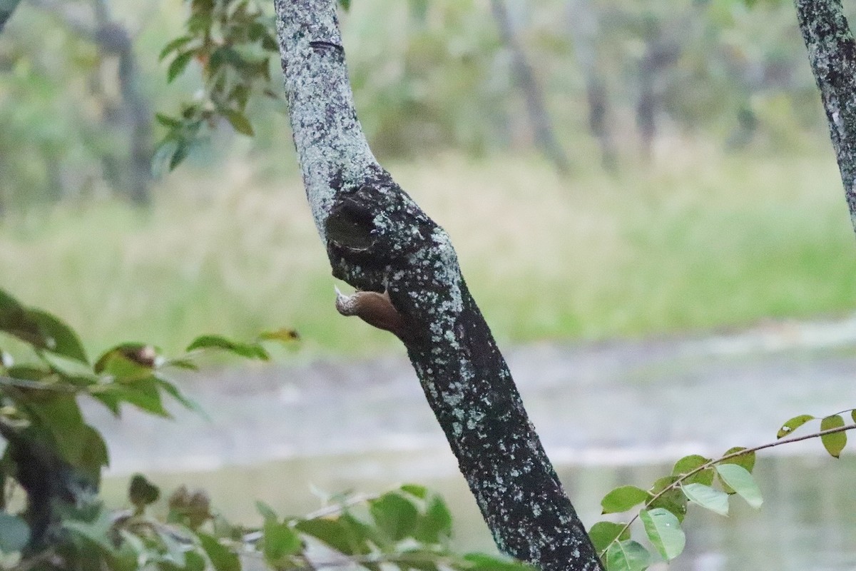 Straight-billed Woodcreeper - ML479377581