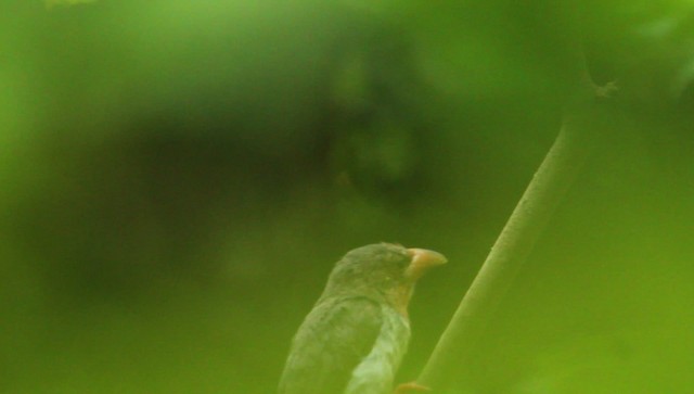 barbet hnědý - ML479378