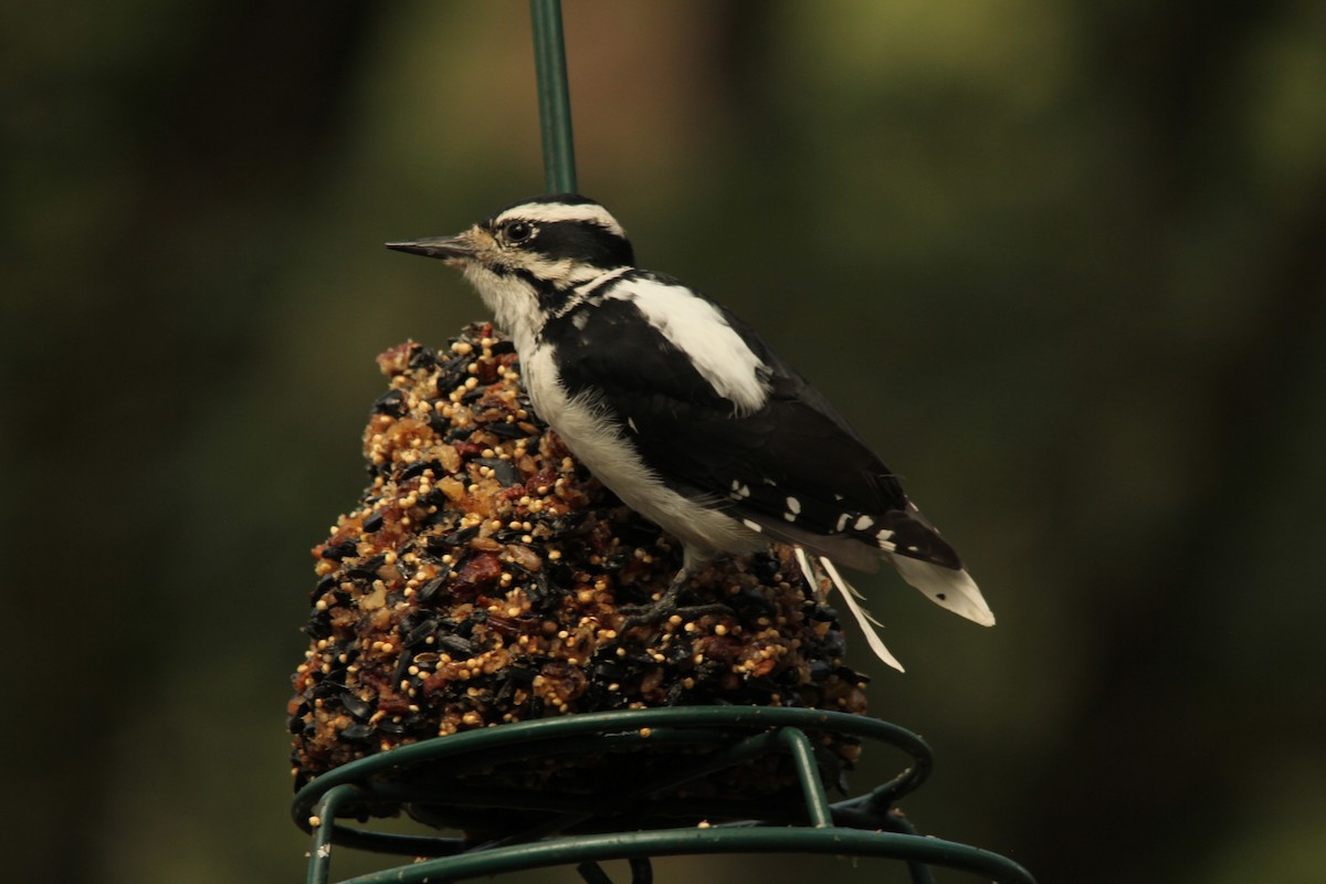 Downy Woodpecker - ML479378191
