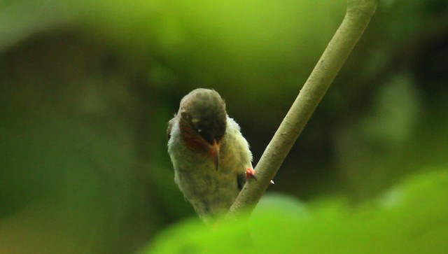 barbet hnědý - ML479379