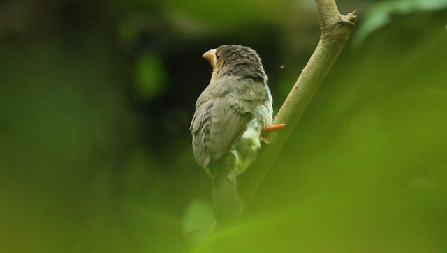 barbet hnědý - ML479380