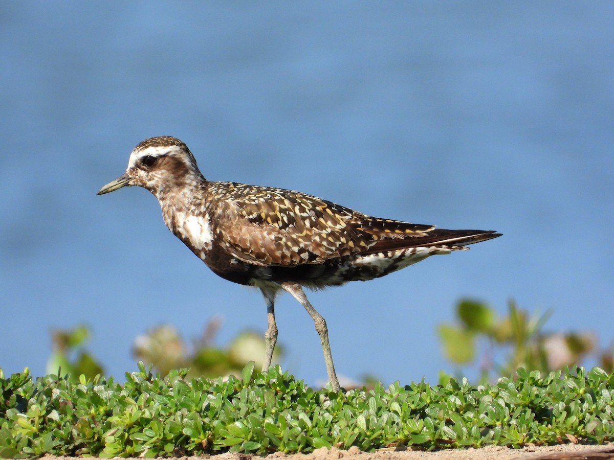 American Golden-Plover - ML479380821