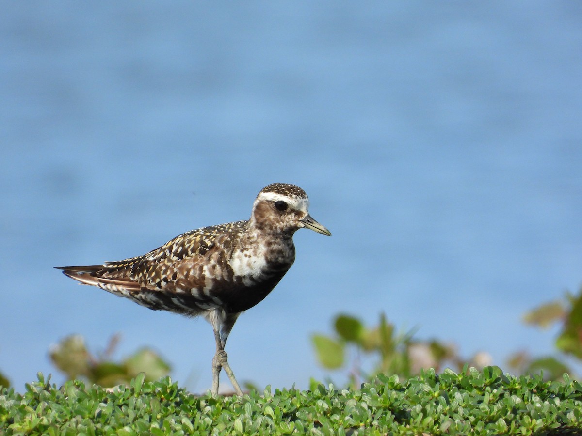 American Golden-Plover - ML479380981