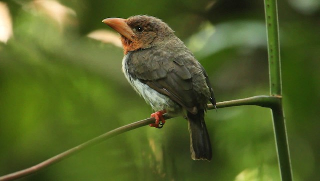 barbet hnědý - ML479381