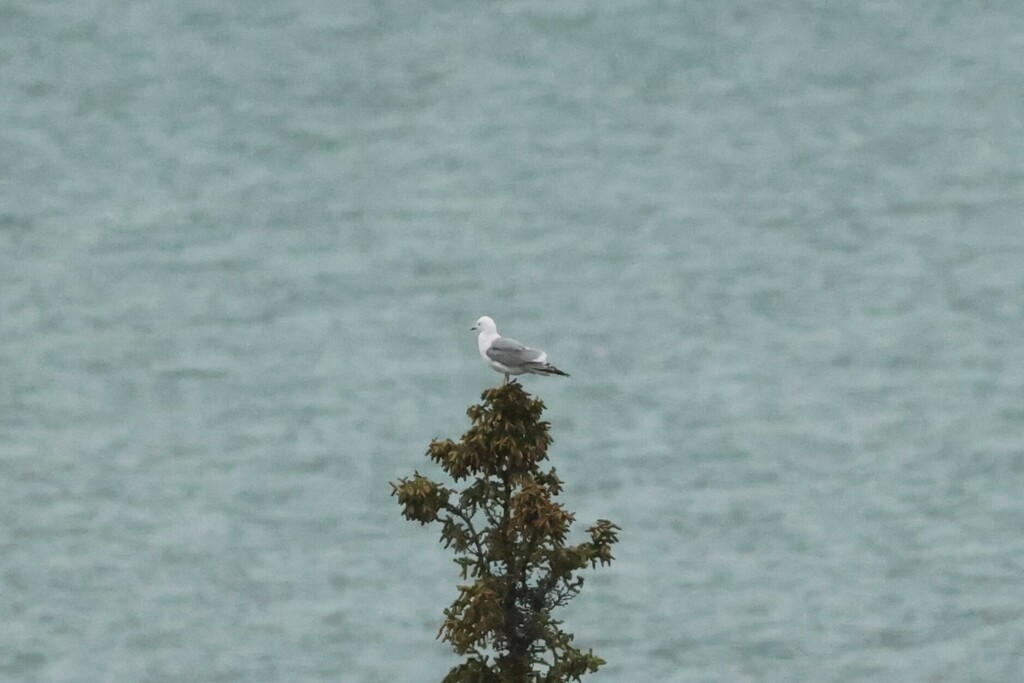 Short-billed Gull - ML479381101