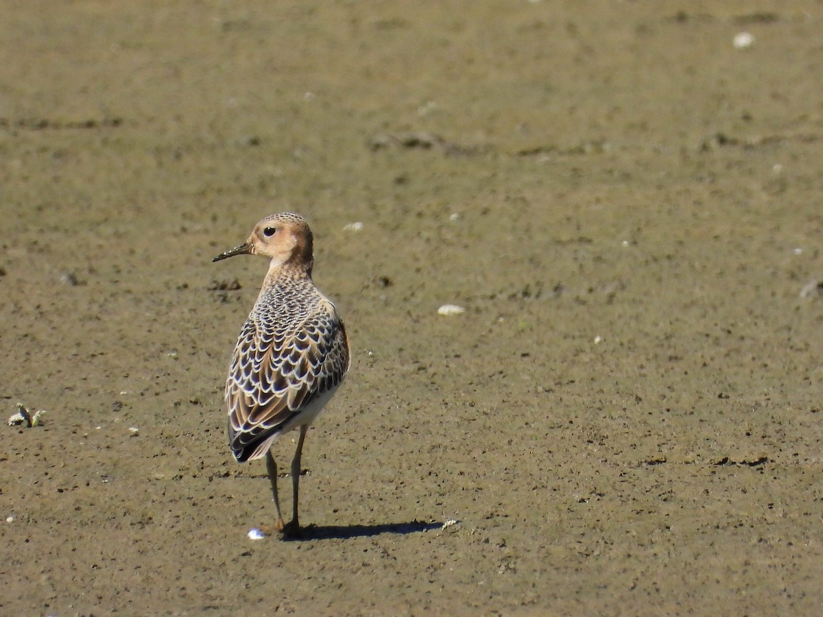 Buff-breasted Sandpiper - ML479381811