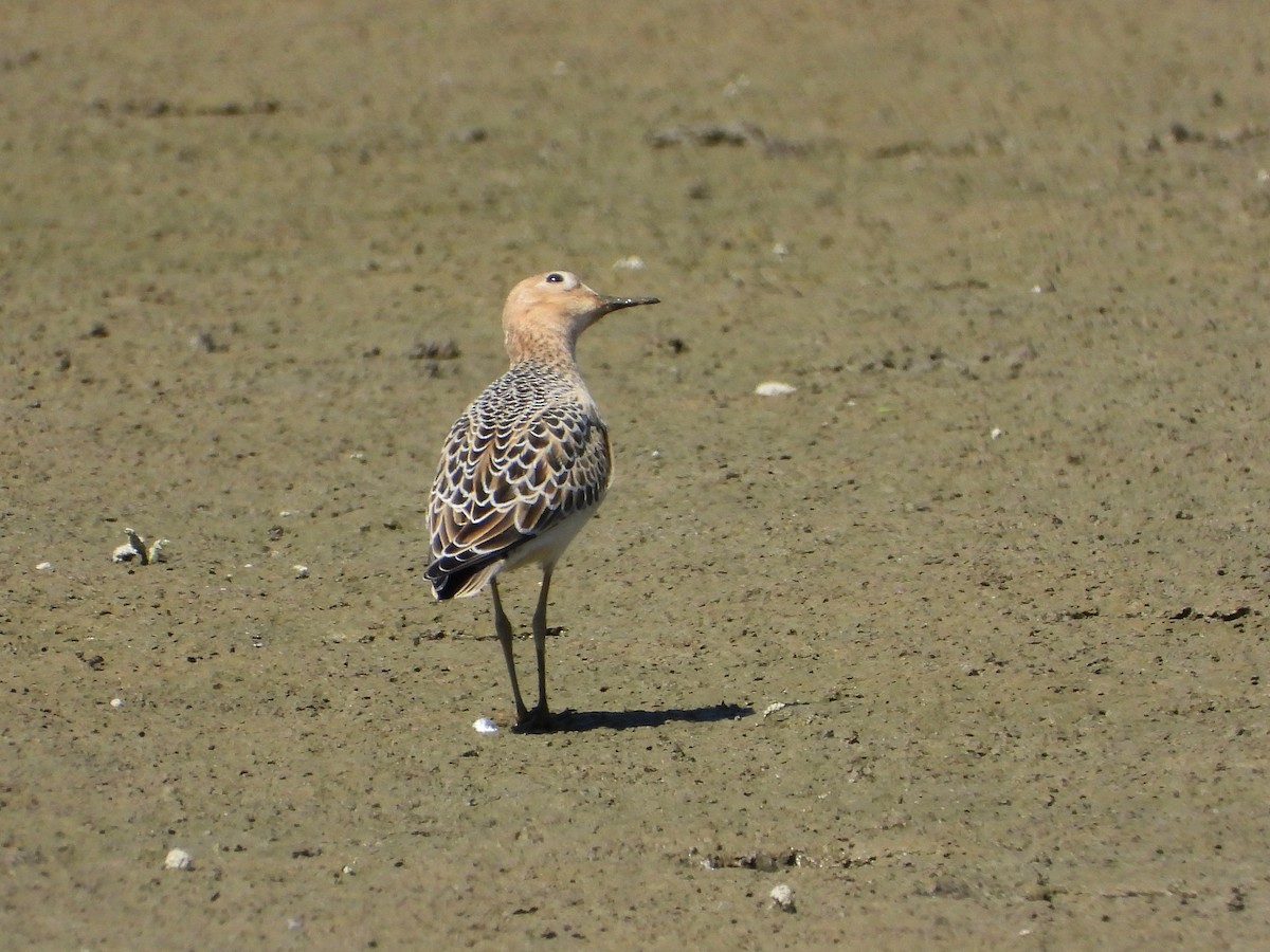 Buff-breasted Sandpiper - ML479381821