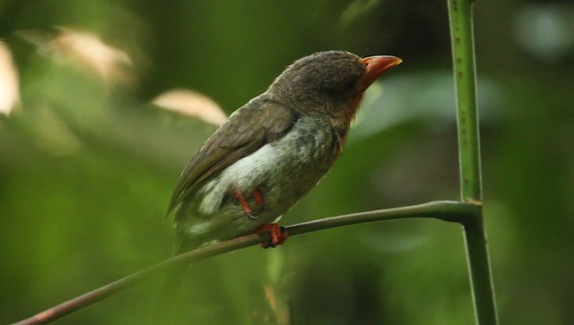 barbet hnědý - ML479382
