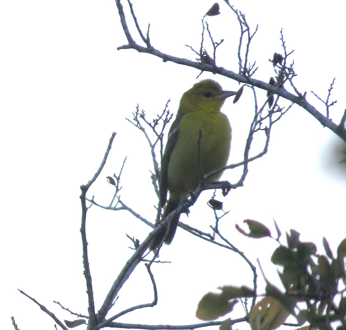 Orchard Oriole - ML479382701