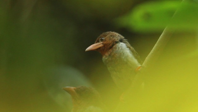 barbet hnědý - ML479383