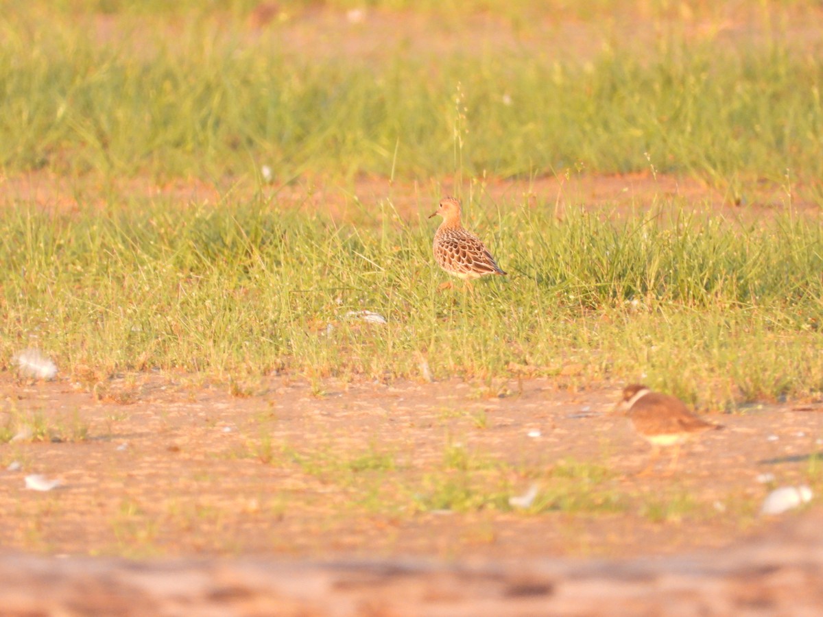 Buff-breasted Sandpiper - ML479383591