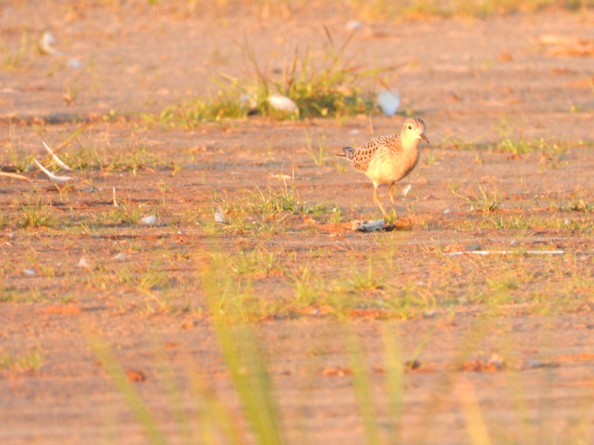 Buff-breasted Sandpiper - ML479383911