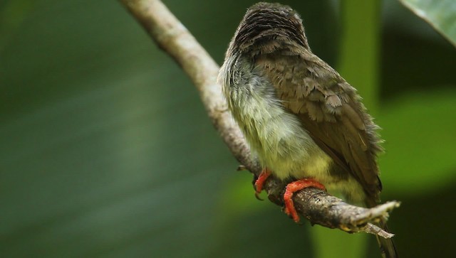 barbet hnědý - ML479384
