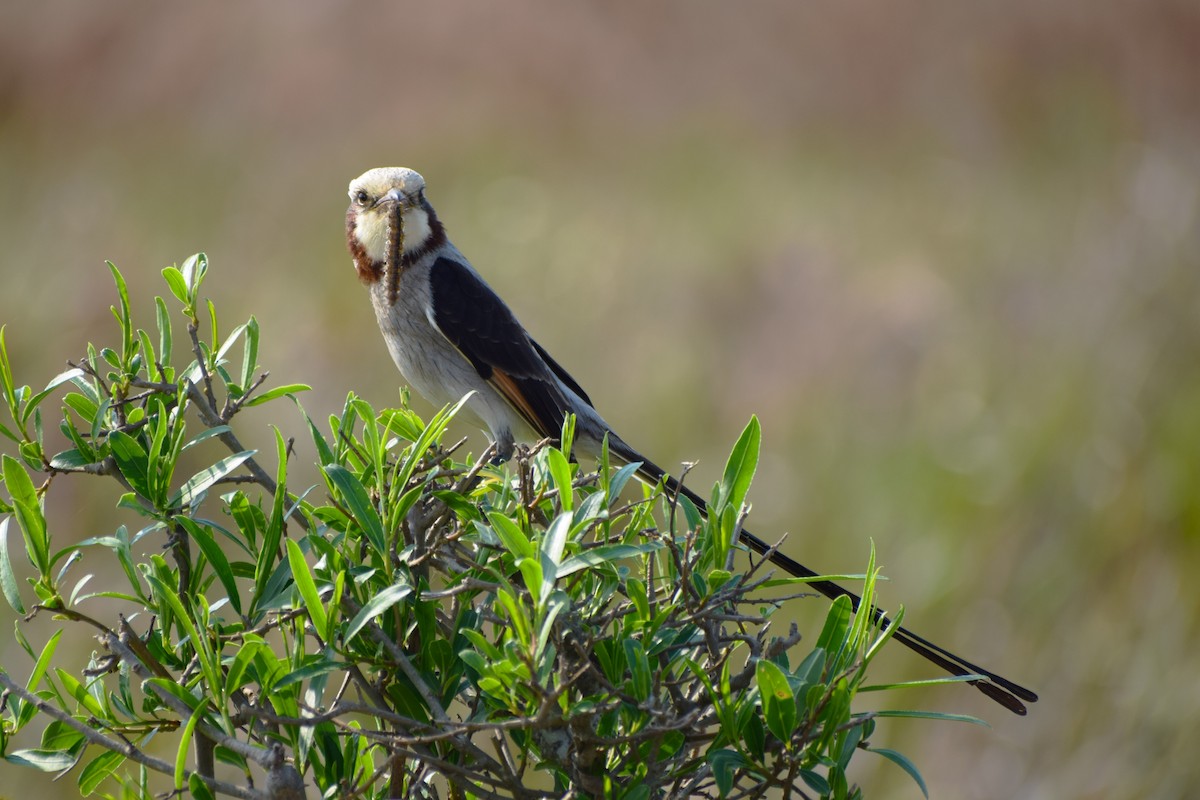 Streamer-tailed Tyrant - ML479384081