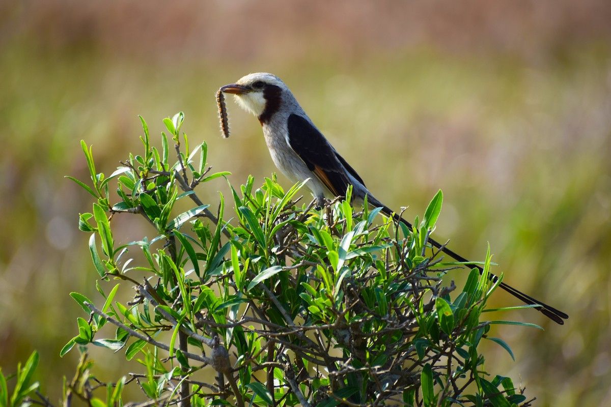 Streamer-tailed Tyrant - ML479384091