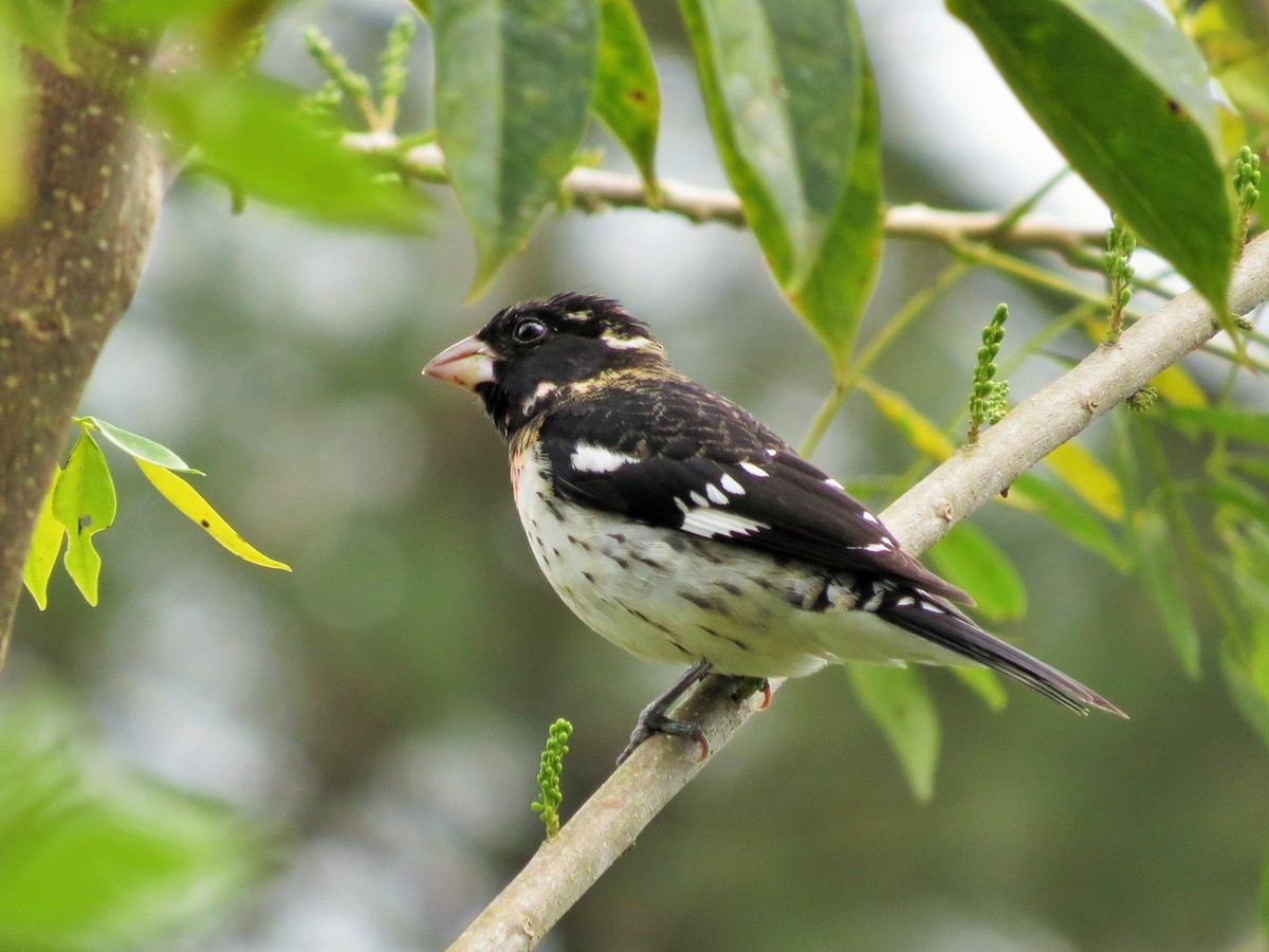Rose-breasted Grosbeak - Oliver  Komar