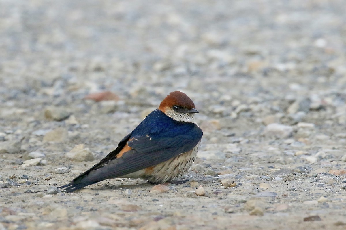 Greater Striped Swallow - Jan Andersson