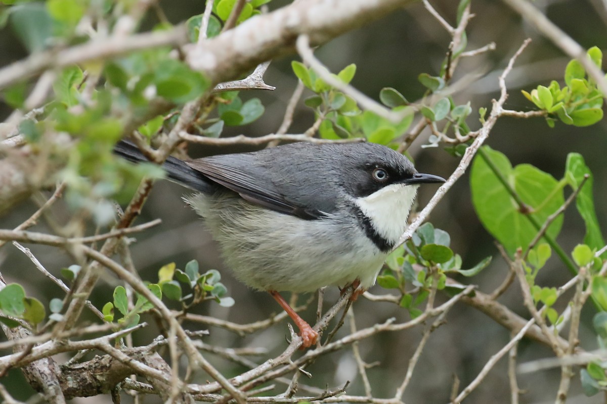 Apalis à collier - ML479384981