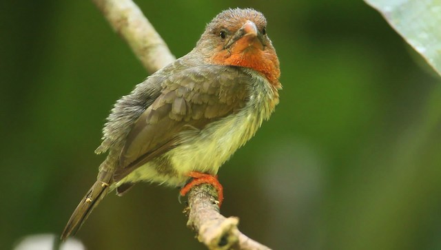 barbet hnědý - ML479385