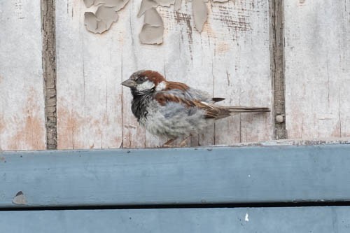 イエスズメ - ML479385391