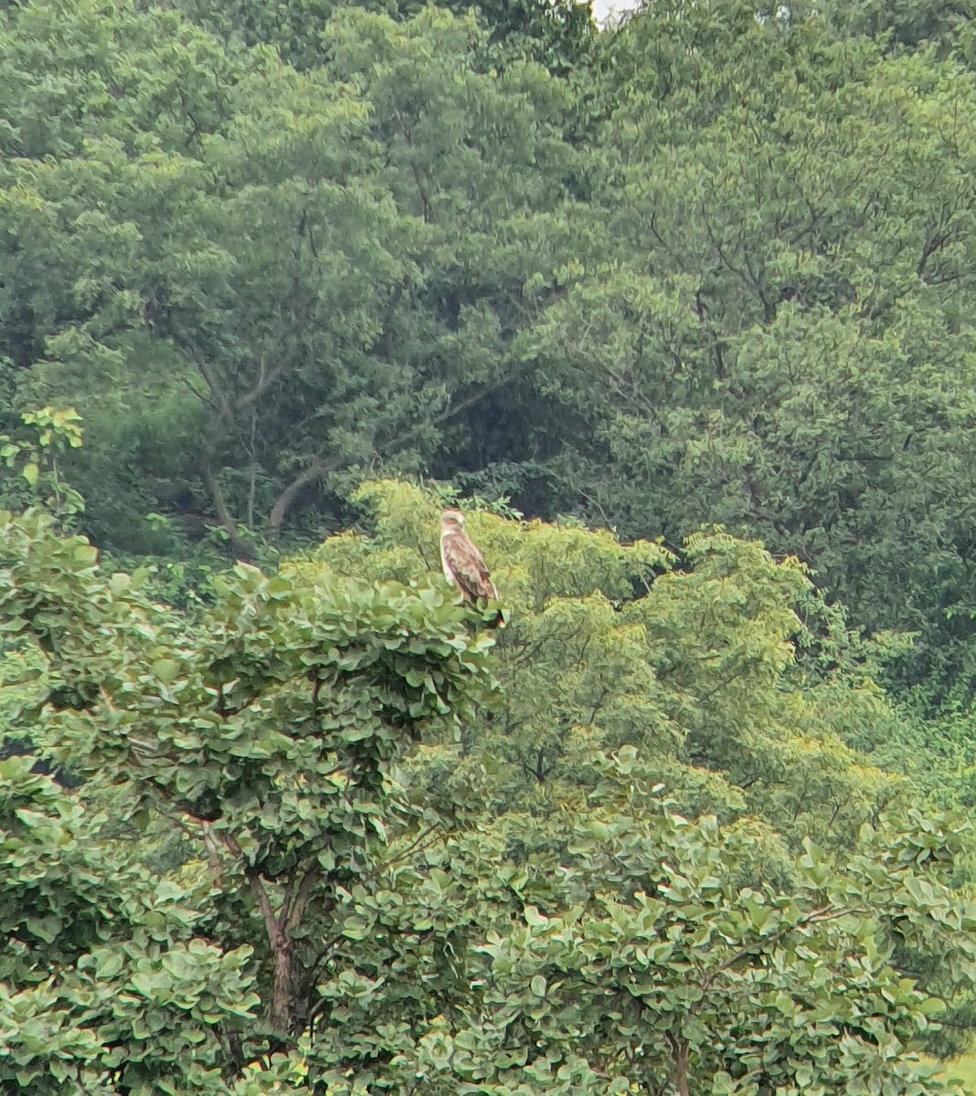 Short-toed Snake-Eagle - Shaurya Rahul Narlanka