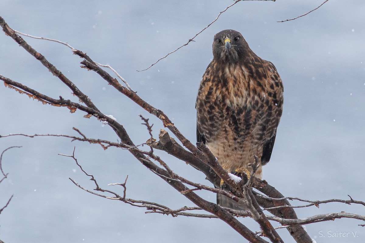 Rufous-tailed Hawk - ML479385891