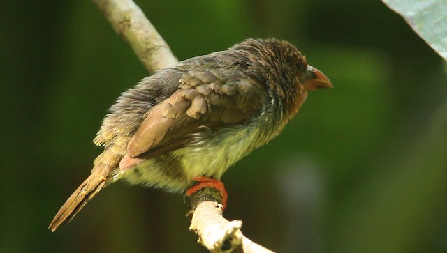 barbet hnědý - ML479386