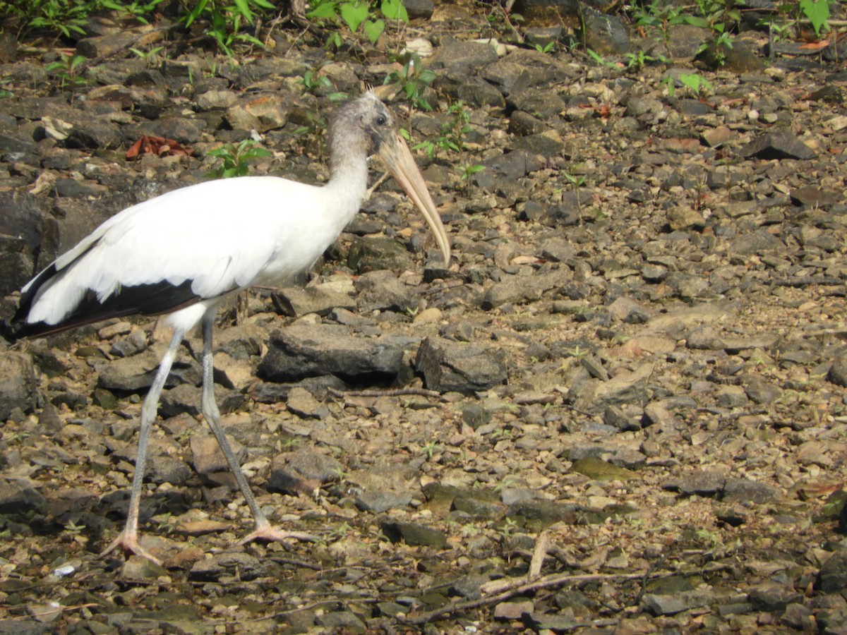 Wood Stork - Dennis Kent