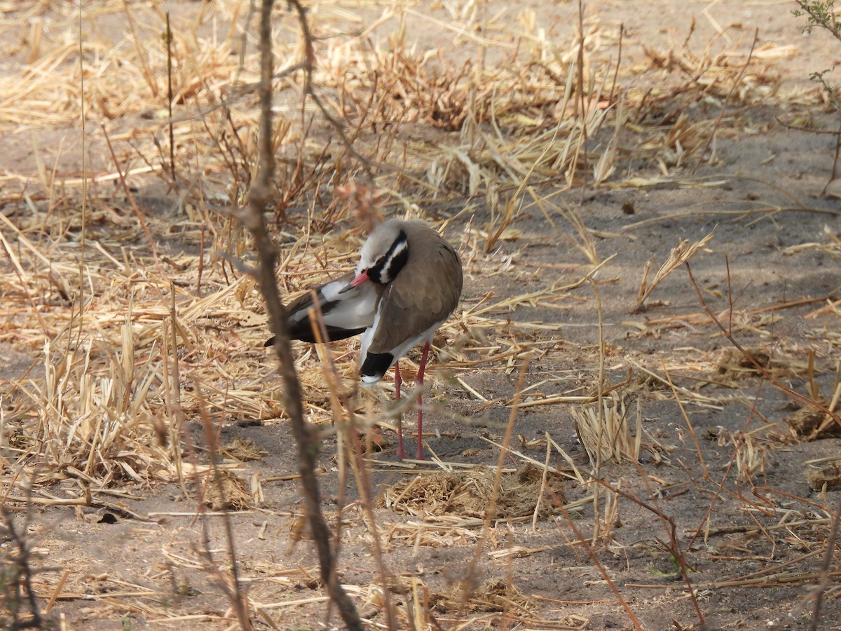 Crowned Lapwing - ML479386591