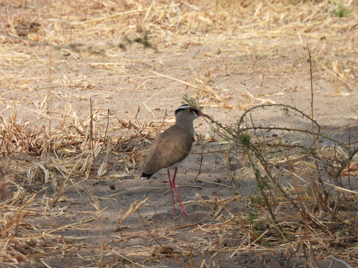 Crowned Lapwing - ML479386611