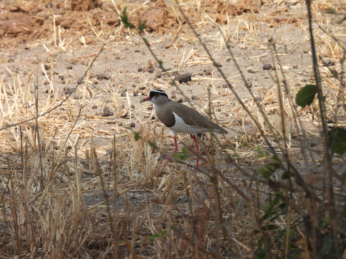 Crowned Lapwing - ML479386621