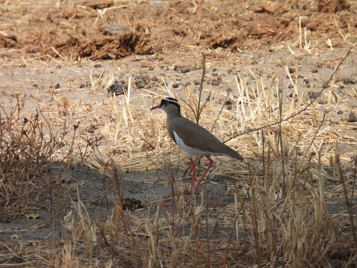 Crowned Lapwing - ML479386681