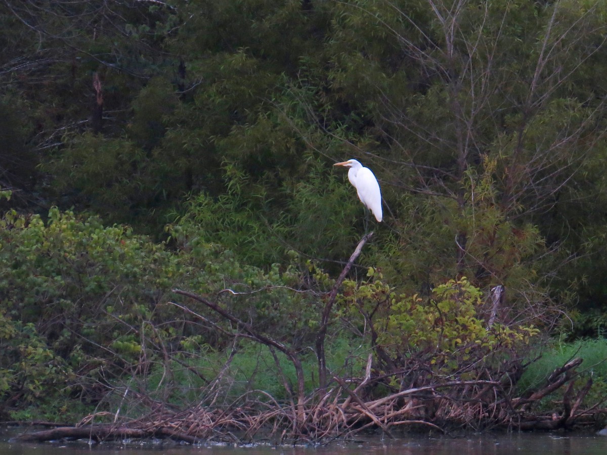 Great Egret - ML479386951