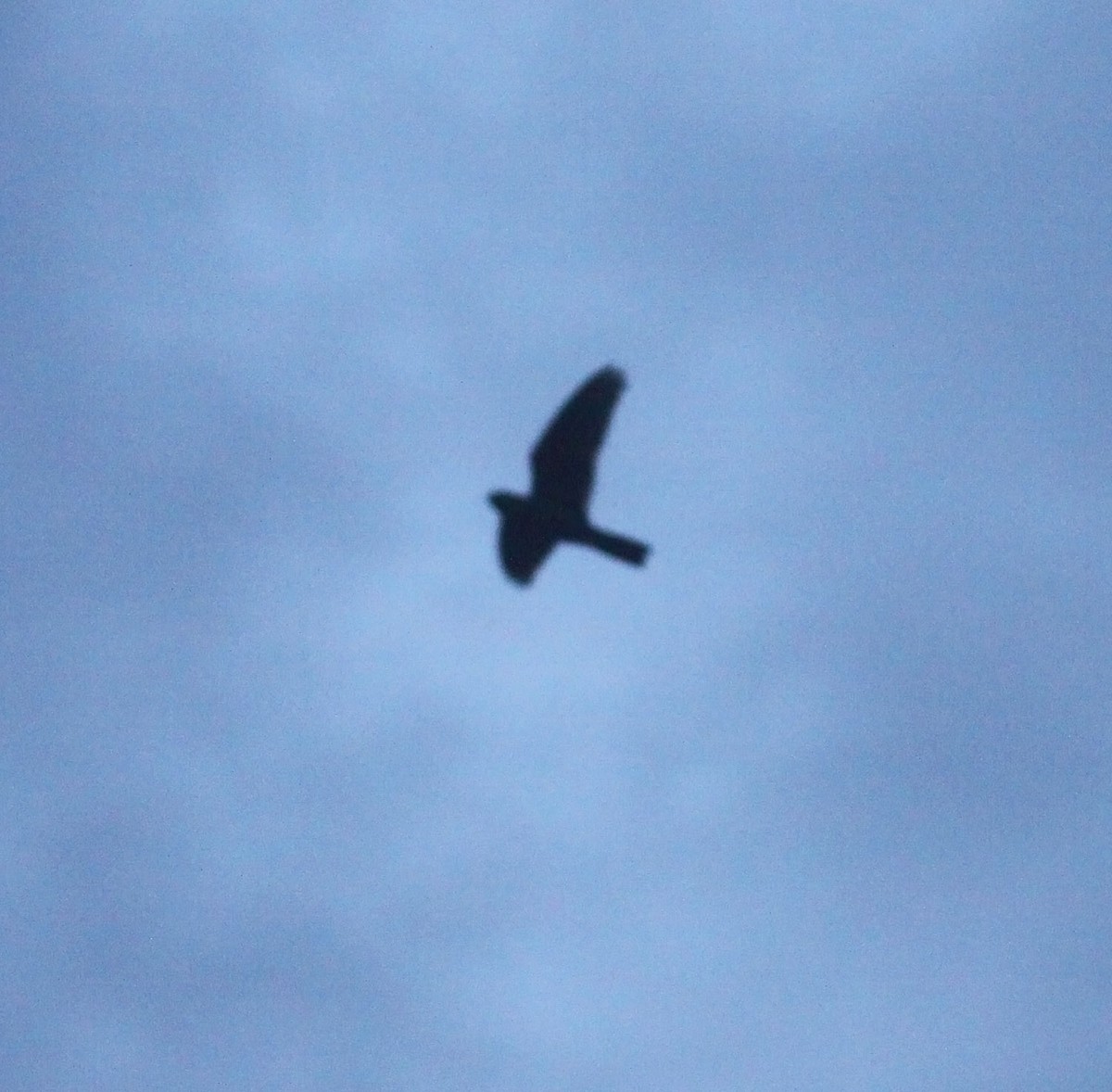Band-tailed Nighthawk - Trevor Ellery