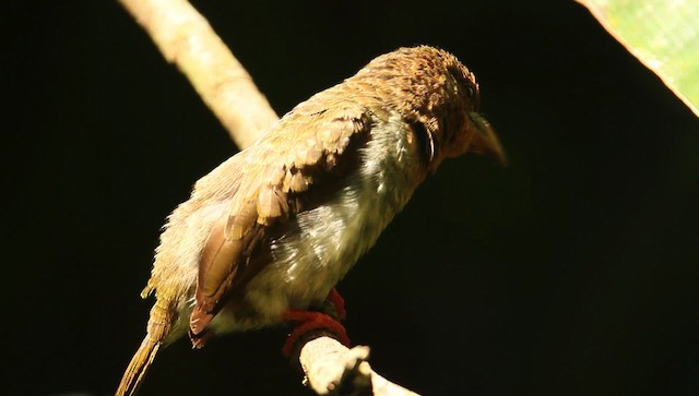 barbet hnědý - ML479387