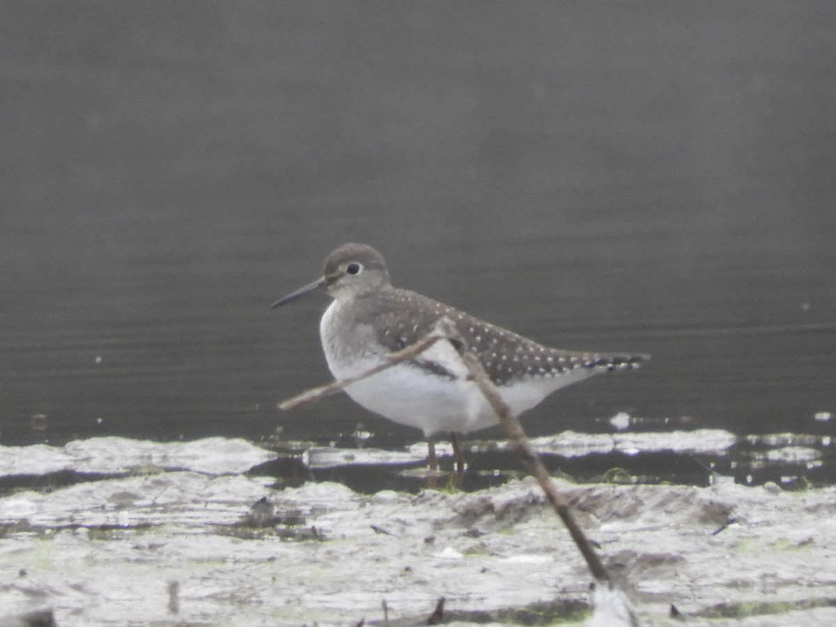 Solitary Sandpiper - ML479387271