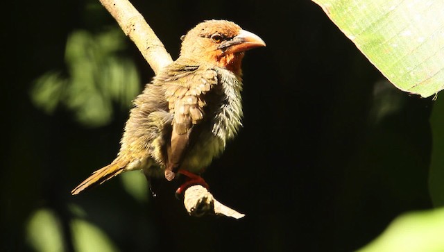 barbet hnědý - ML479388