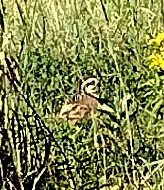 Northern Bobwhite - ML479388101