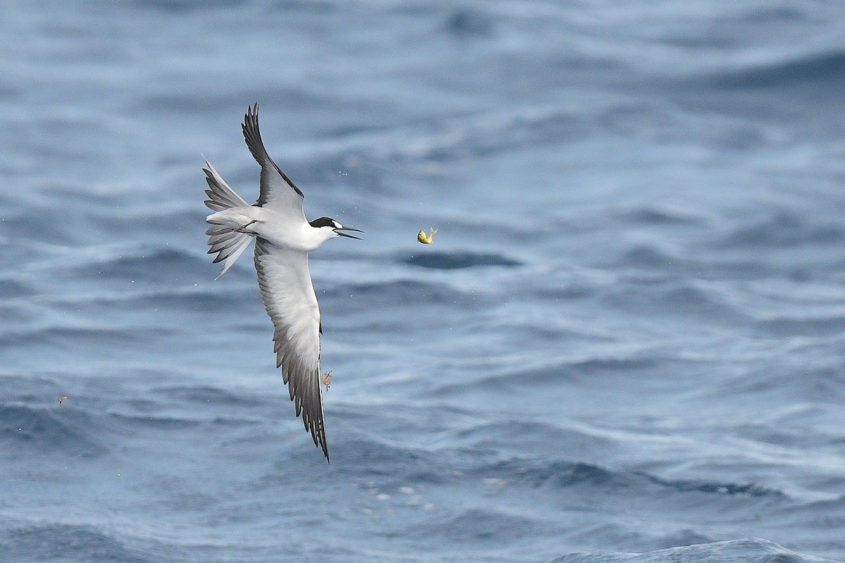 Sooty Tern - ML479388241