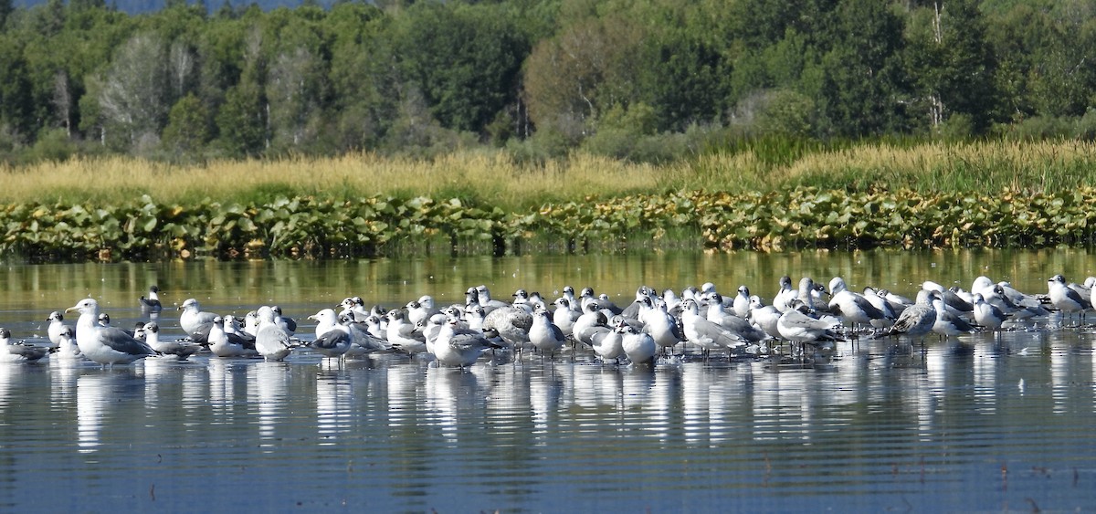 Franklin's Gull - ML479388651