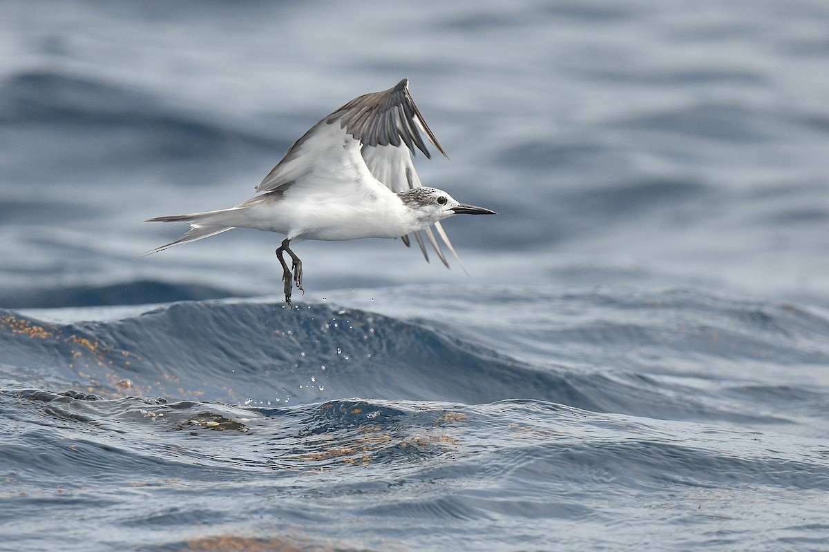 Bridled Tern - Kate Sutherland