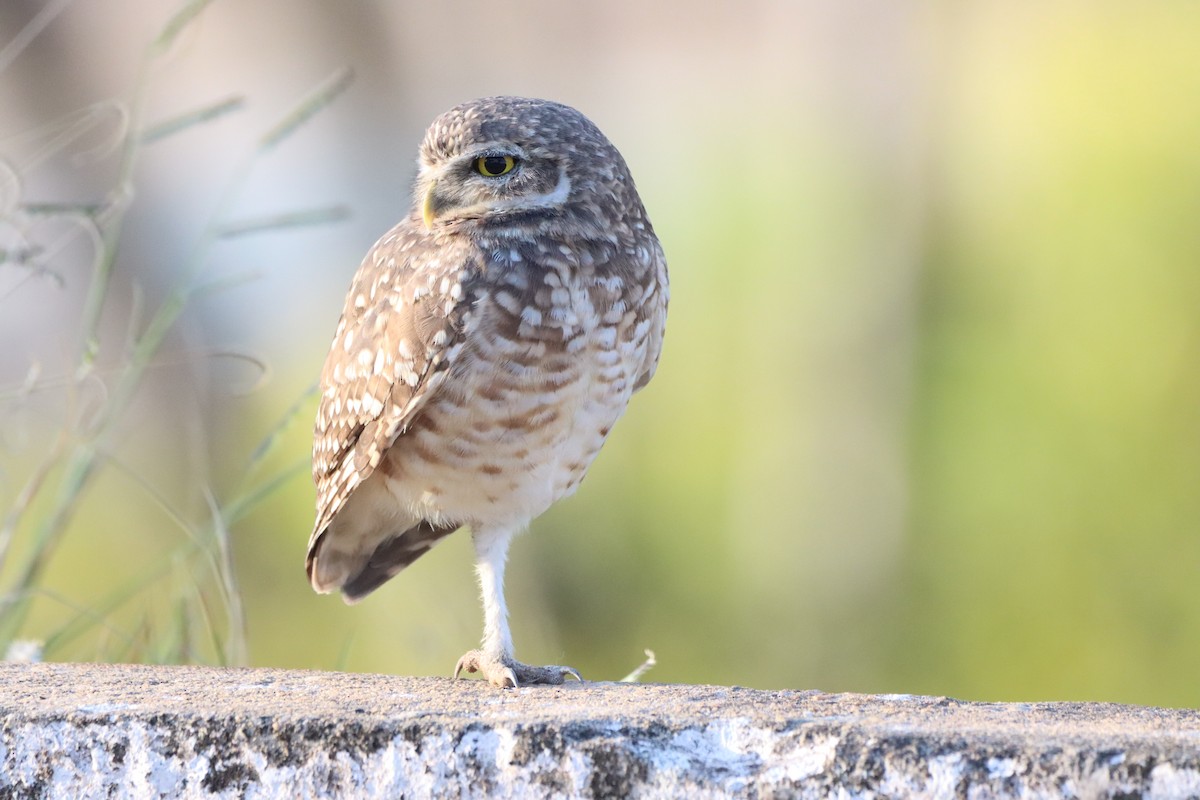 Burrowing Owl - ML479388771
