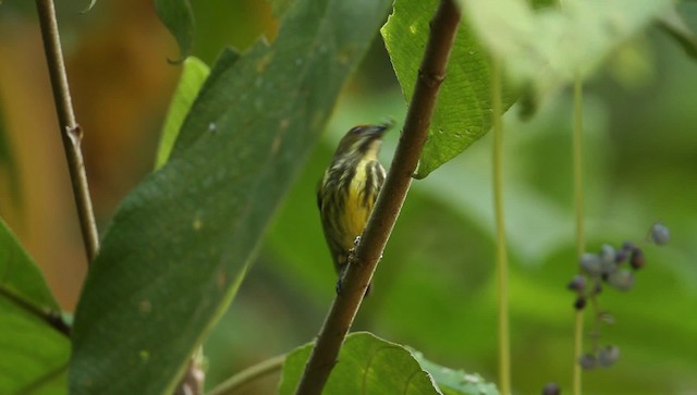 Yellow-breasted Flowerpecker - ML479389