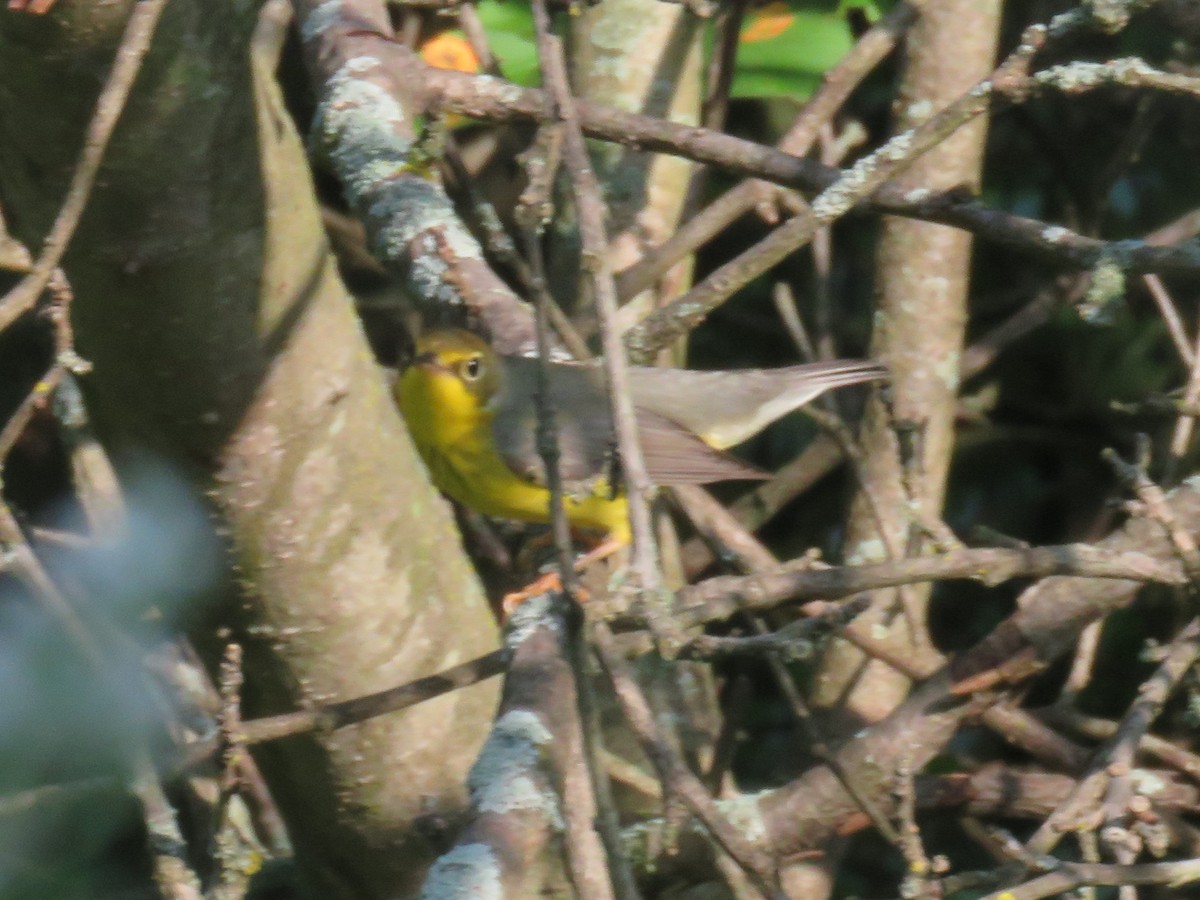 Canada Warbler - Pete Fenner