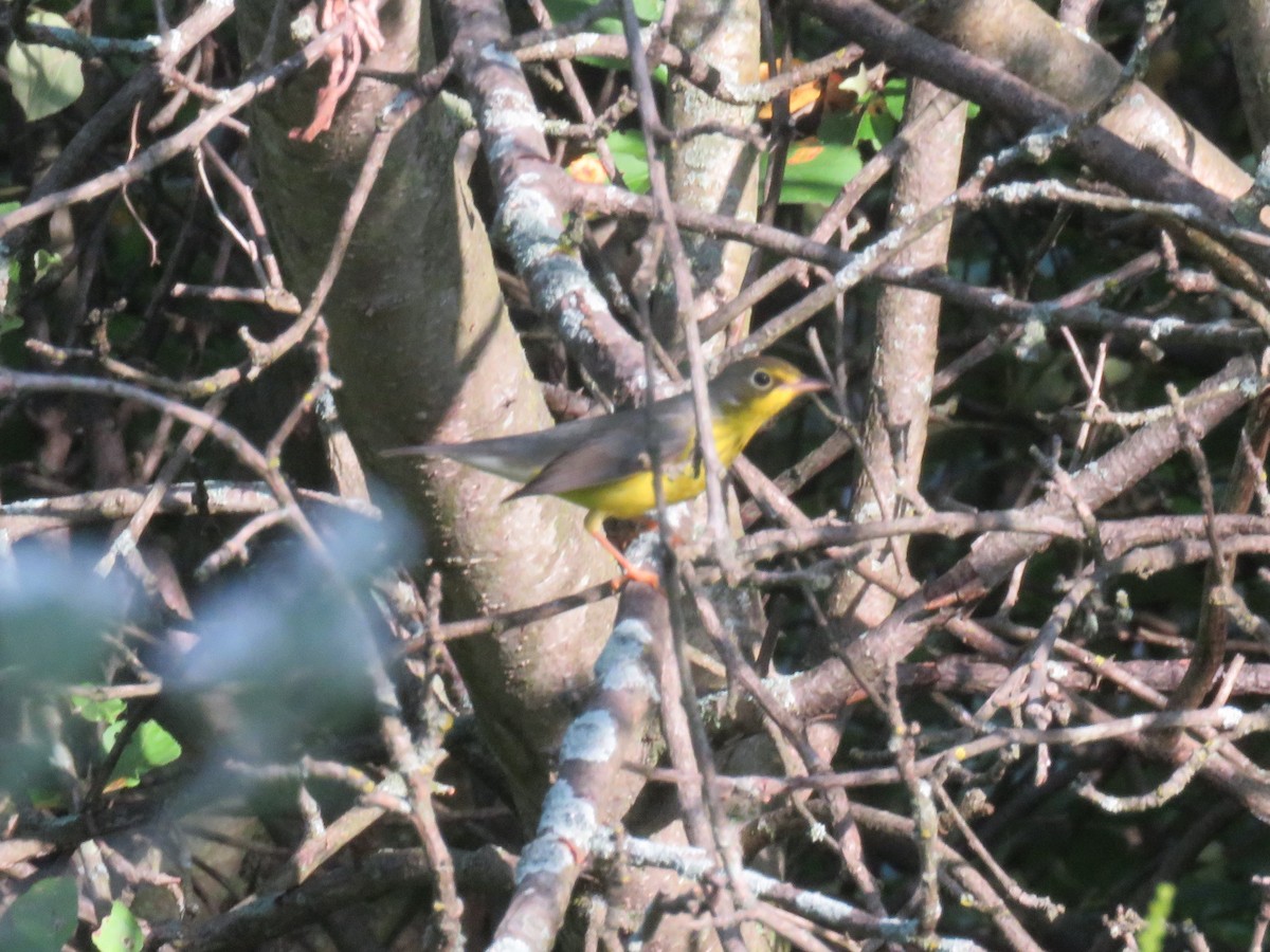 Canada Warbler - ML479389651