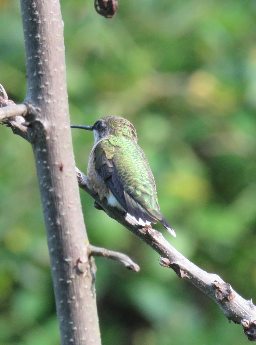 Ruby-throated Hummingbird - ML479389801