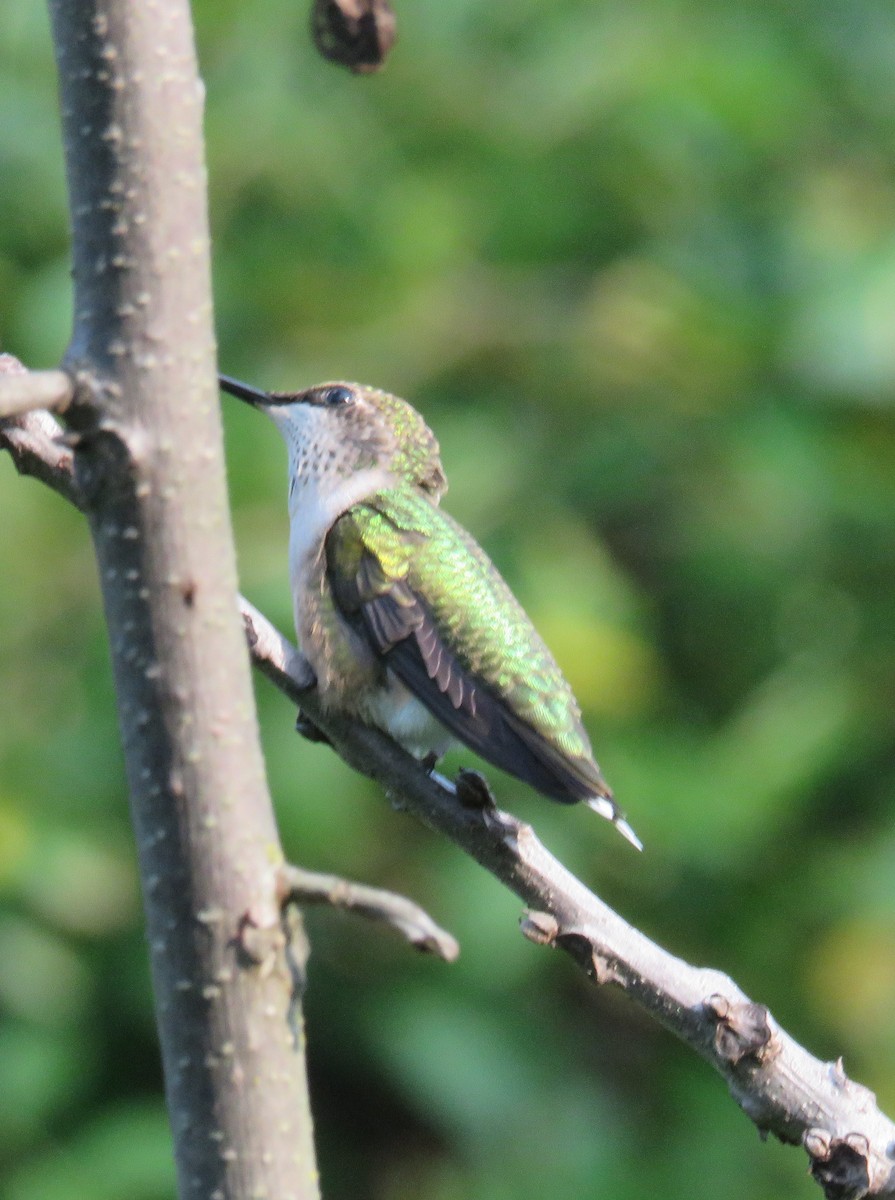 Ruby-throated Hummingbird - ML479389811