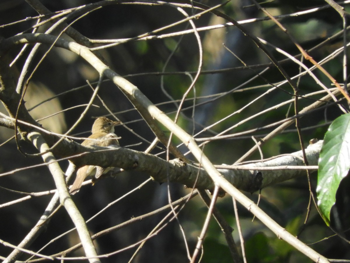 passerine sp. - ML47939011