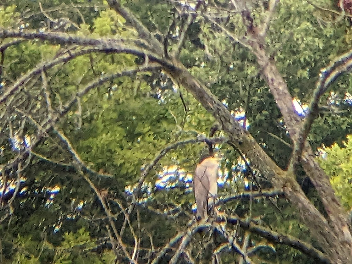 Black-crowned Night Heron - ML479390281